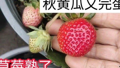 黄草莓视频,揭秘草莓种植的奥秘与魅力