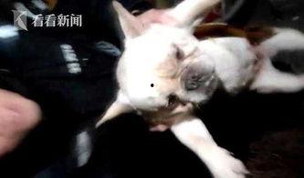 男人配母狗视频,男人与动物配对伦理探讨