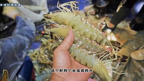 捕草虾视频,揭秘海洋生态的奇妙瞬间