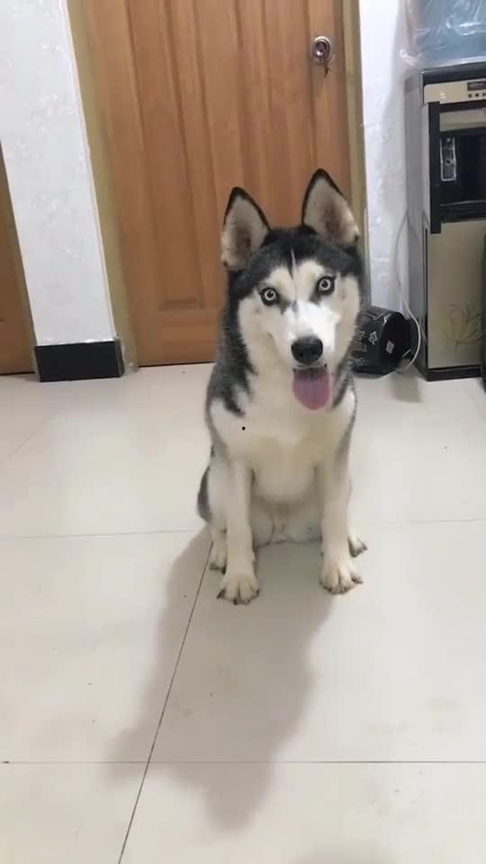 傻狗视频,萌宠日常，欢乐无限