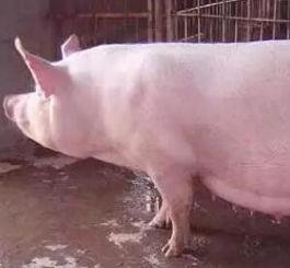 水泡粪视频,高效农业灌溉新篇章